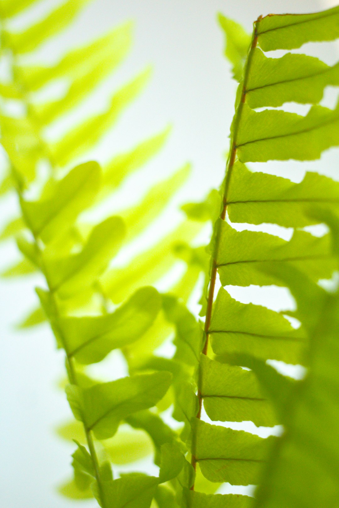 Sweet and Full of Grace