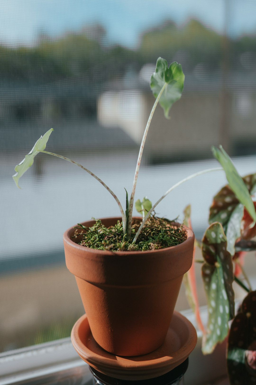 No One Knows What The Dead Think