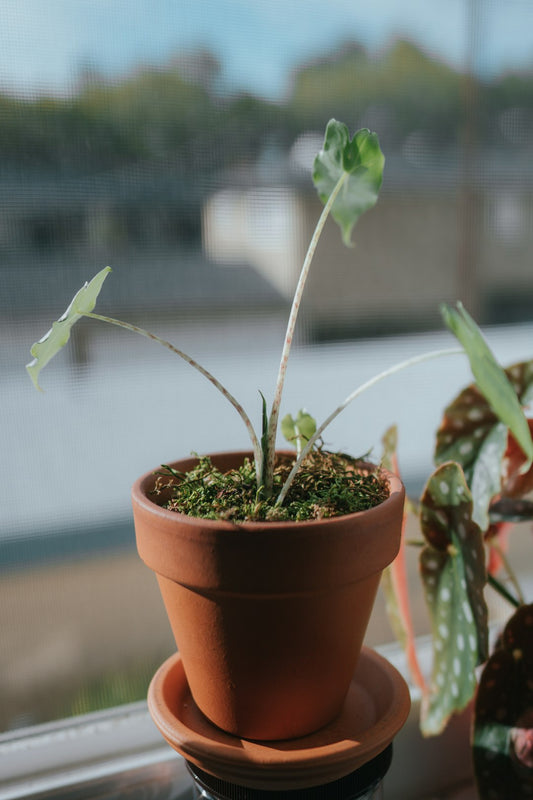 No One Knows What The Dead Think