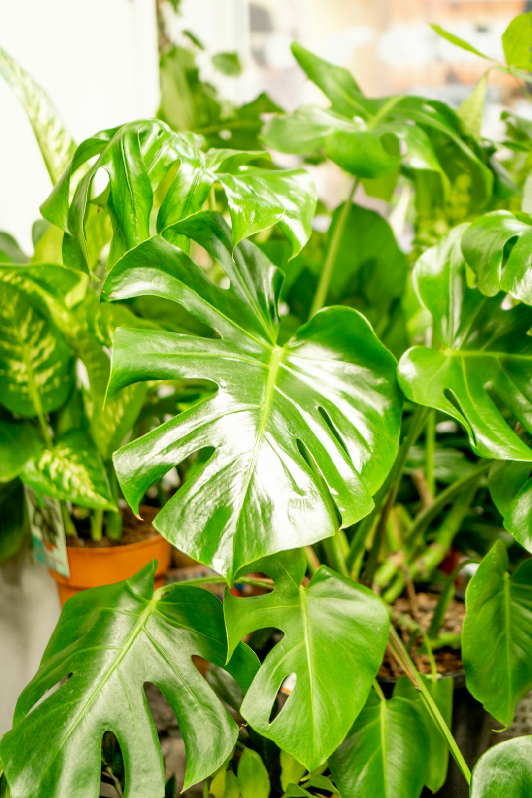 Stranger Here Myself